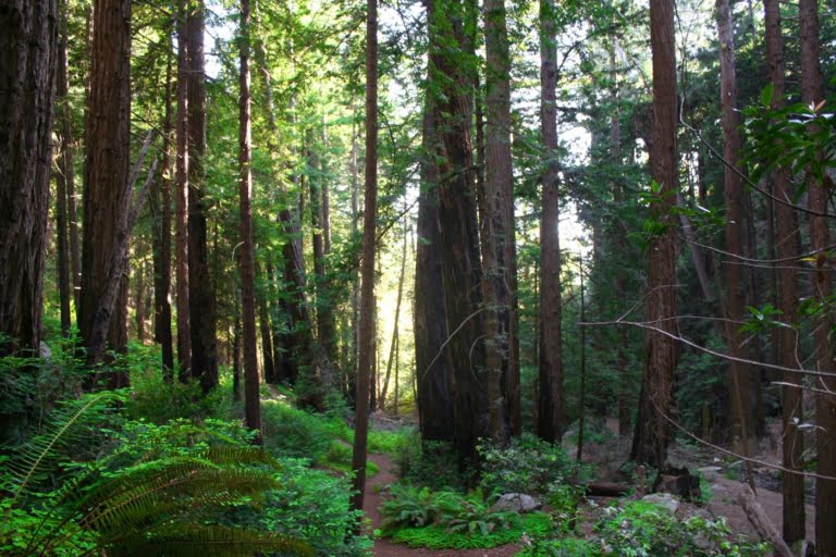 Hike to a Secret Waterfall on the Ewoldsen Trail in Big Sur-Hidden CA