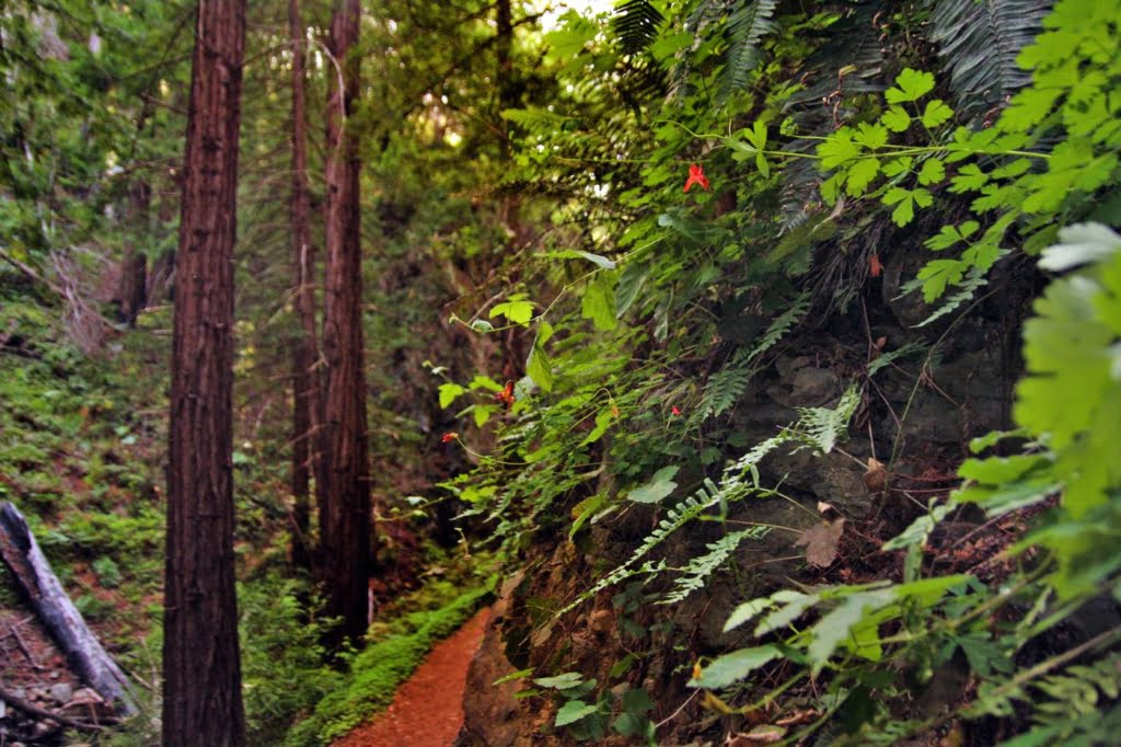 Hike to the historic limekilns in one of the redwood forests of Big Sur