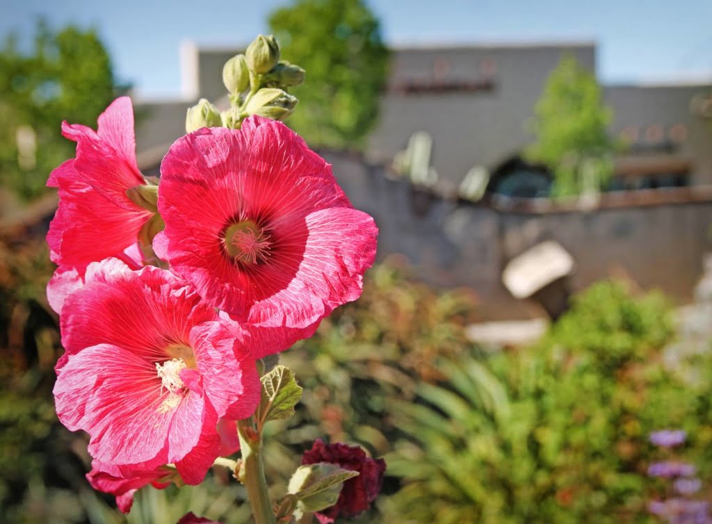 Visit the historic Mission San Juan Capistrano, built in 1786!