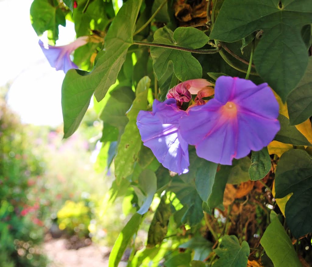 Visit the historic Mission San Juan Capistrano, built in 1786!