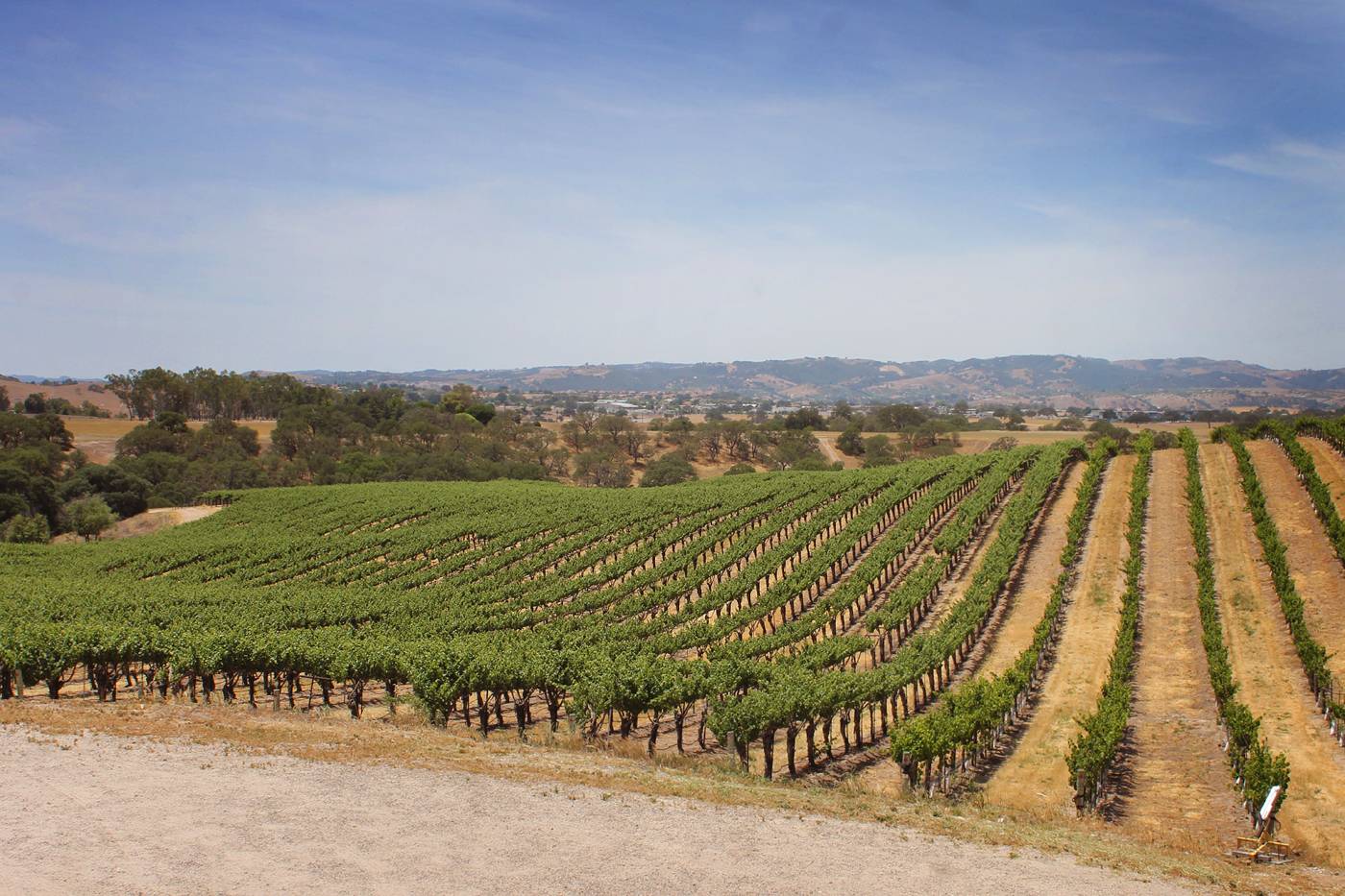 Explore Eberle Winery in San Luis Obispo