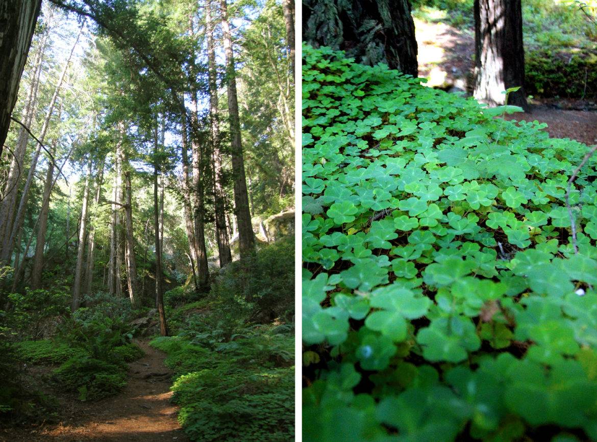 Hike to a Secret Waterfall on the Ewoldsen Trail in Big Sur-Hidden CA