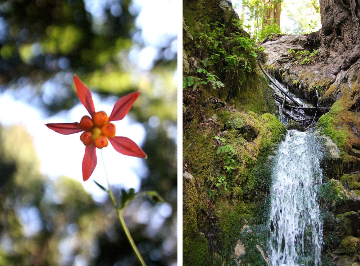 Hike to a Secret Waterfall on the Ewoldsen Trail in Big Sur-Hidden CA