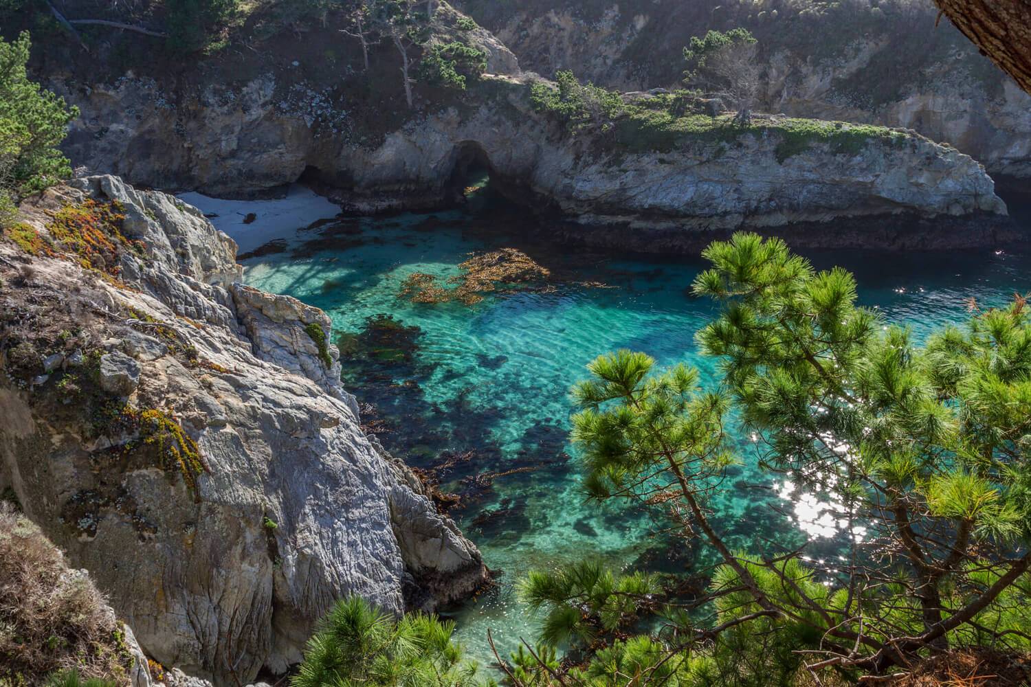 are dogs allowed at point lobos