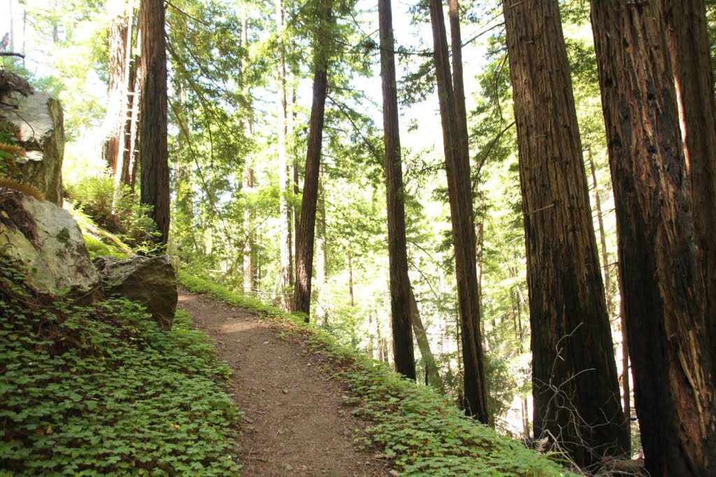 Hike the tanbark trail in Big Sur, one of the most magical forests around!