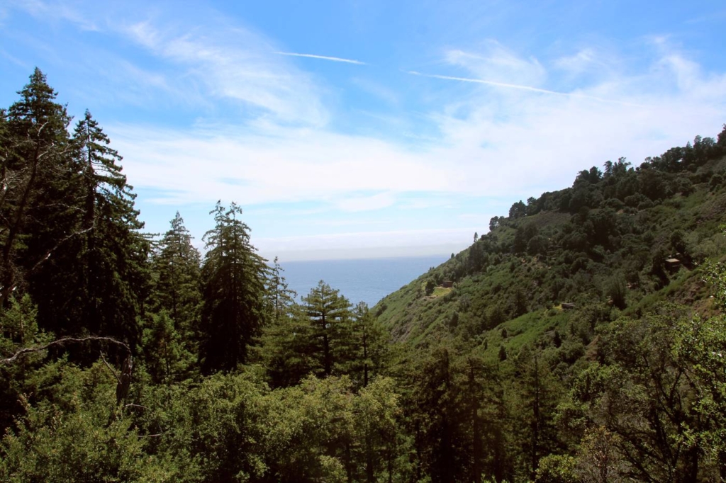 Hike the tanbark trail in Big Sur, one of the most magical forests around!