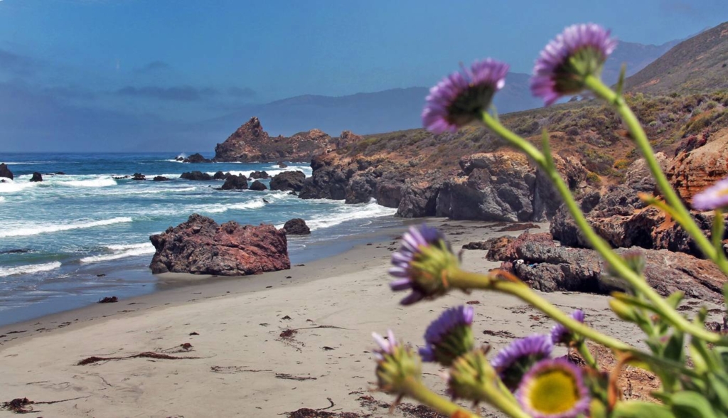 Explore one of BIg Sur's secret beaches that is also home to turkey vultures!