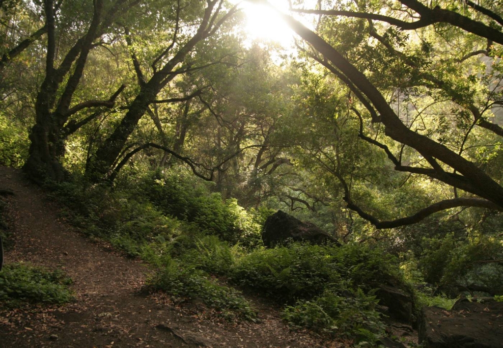 Hike to a beautiful waterfall & cave in Big Sur: Salmon Creek Falls