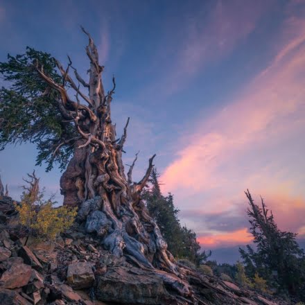 Ancient Bristlecone Forest
