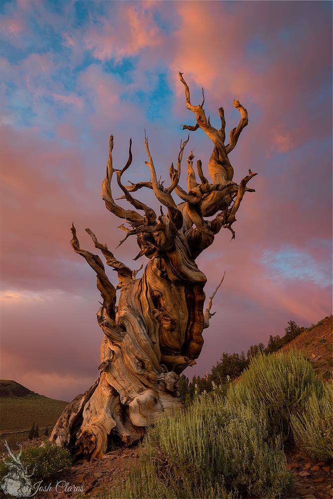 Ancient Bristlecone Forest