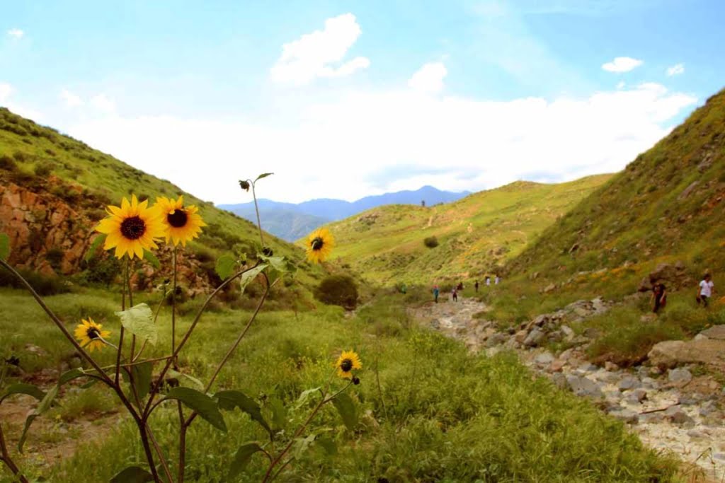 Hike Walker Canyon in Riverside County. This is one of Lake Elsinore's top trails for wildflowers and filled with colorful beauty in spring!