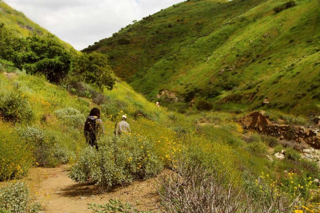 Walker Canyon superbloom hidden california