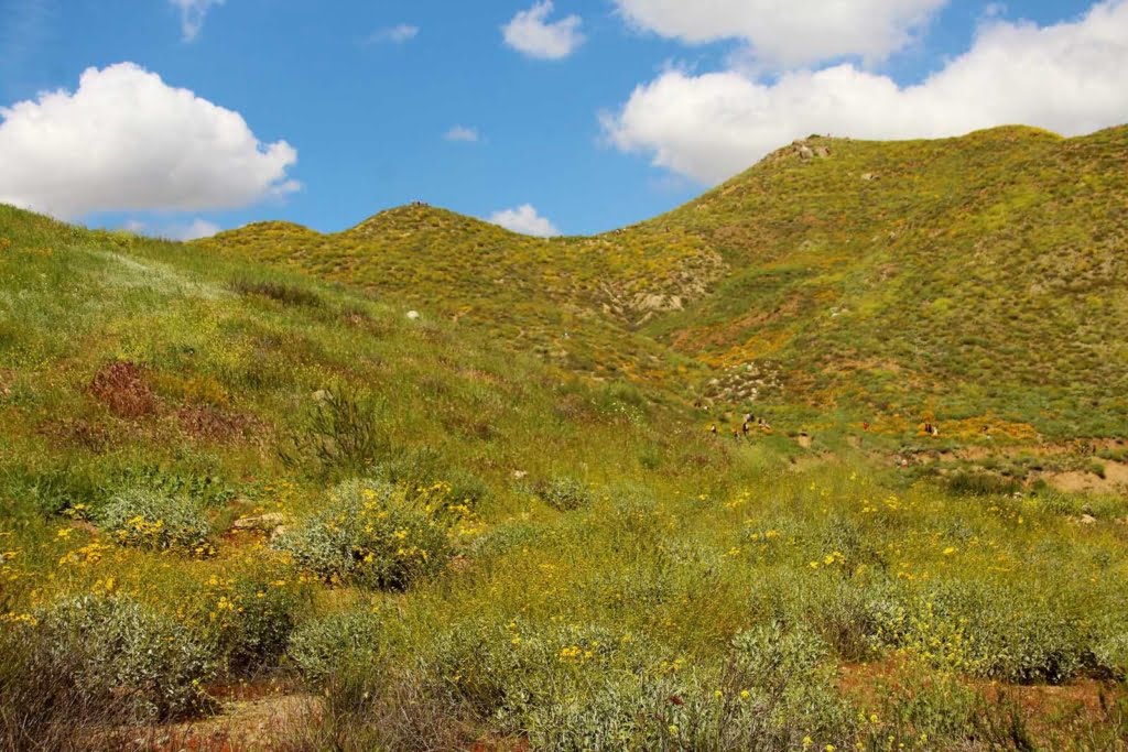 Hike Walker Canyon in Riverside County. This is one of Lake Elsinore's top trails for wildflowers and filled with colorful beauty in spring!