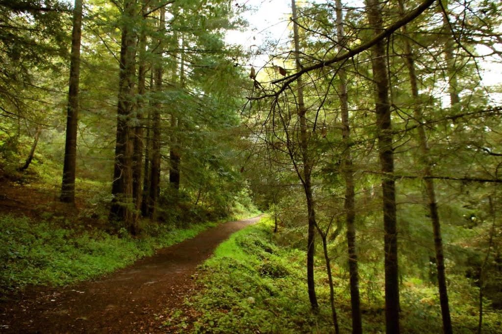 Byrne-Milliron Forest hidden california