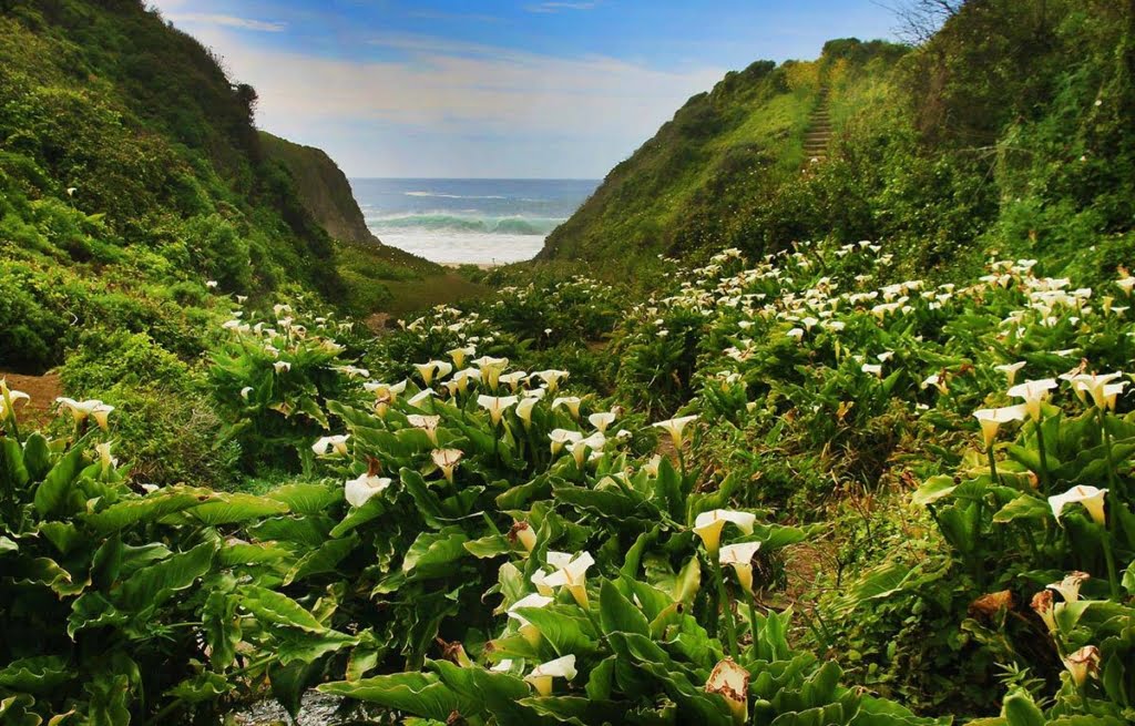 Hike to the majestic Calla Lily Trail in Big Sur! To witness the beauty of these blooms you must make it into the small time slot when they're blooming.