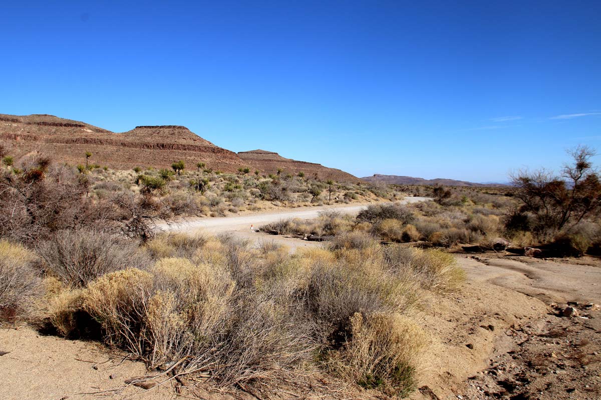 Mojave Ring Trail 3