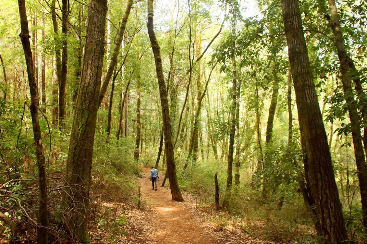 Hike to the Pogonip Historic Limekiln in Santa Cruz - Hidden California