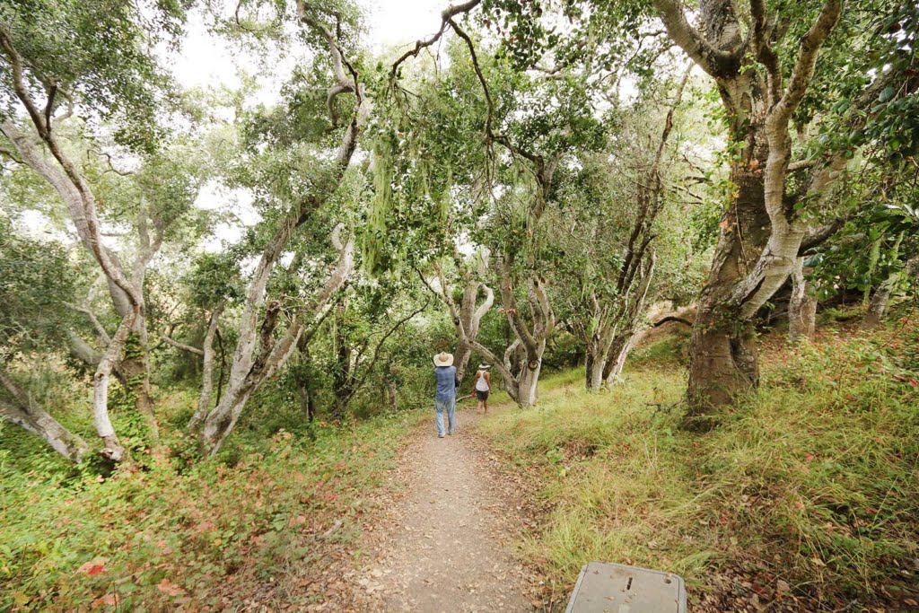 Black Hill Trail is a beautiful hike overlooking Morro Bay in San Luis Obispo. Make your way through eucalyptus and oak groves to a gorgeous panoramic view!