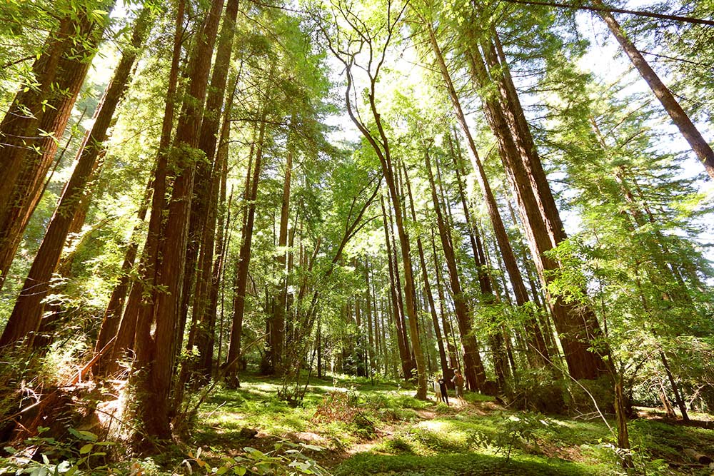 Garden of Eden in Santa Cruz | Hidden CA