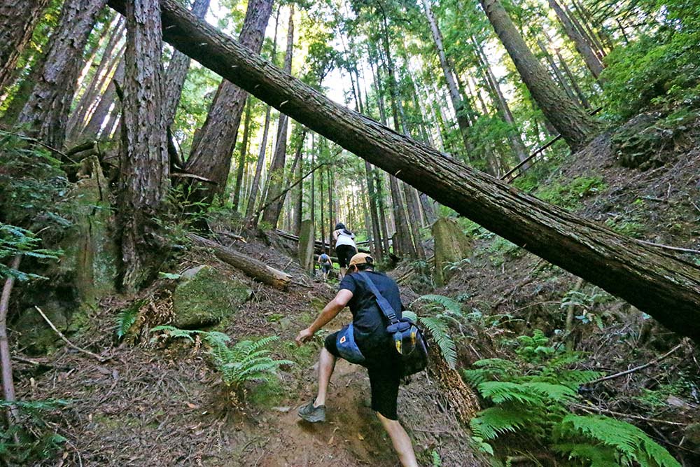 Garden of Eden in Santa Cruz Hidden CA