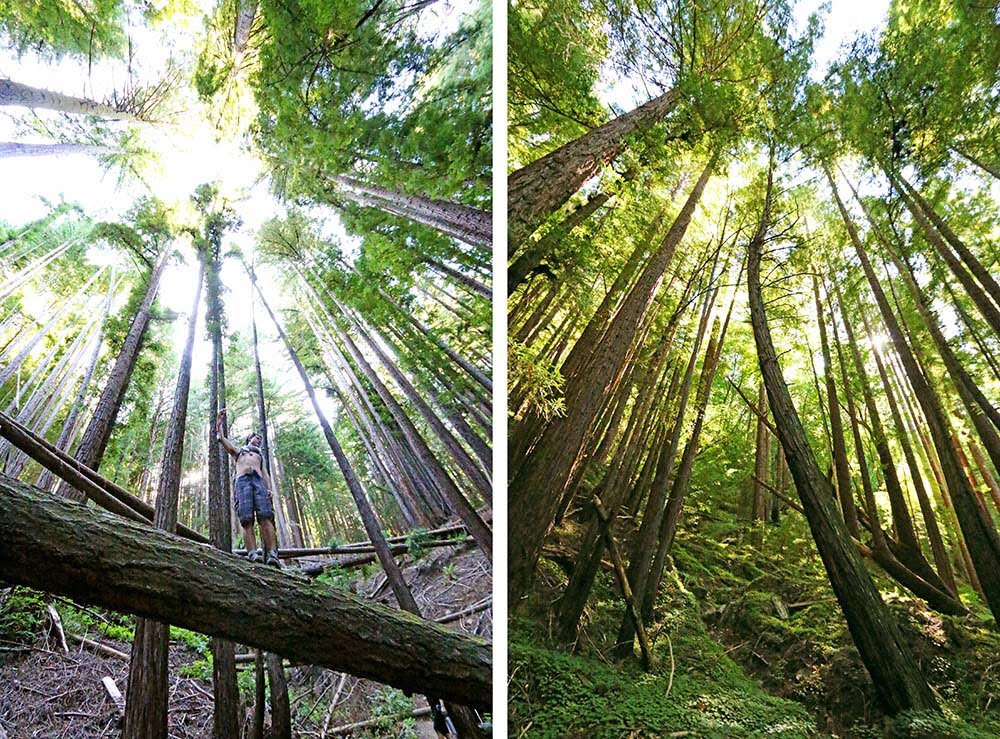 Garden of Eden in Santa Cruz Hidden CA