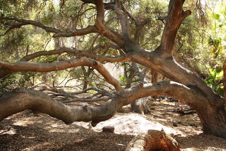 Walnut Creek Park - Hidden California