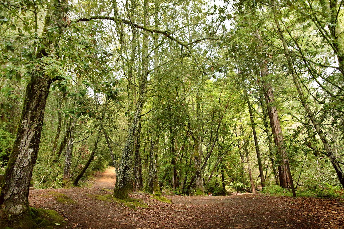 Henry Miller Site - Hidden California