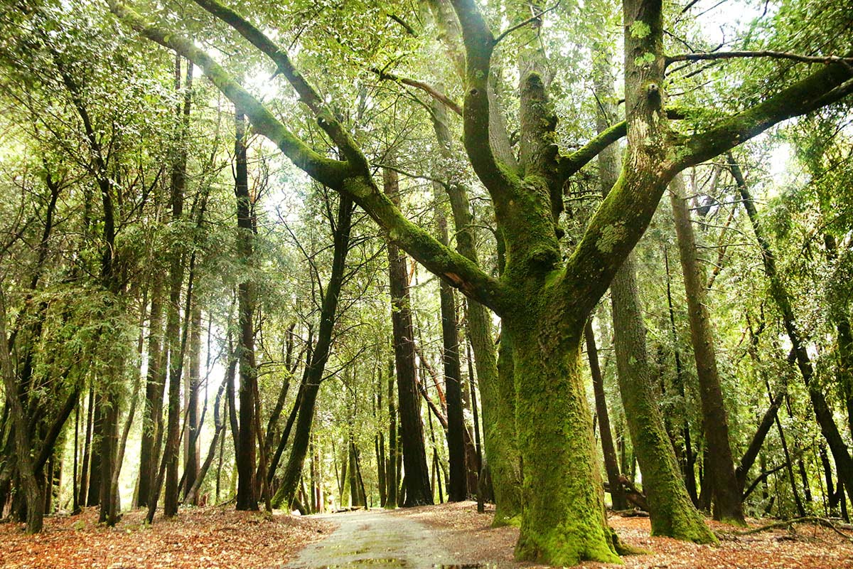 Henry Miller Site - Hidden California