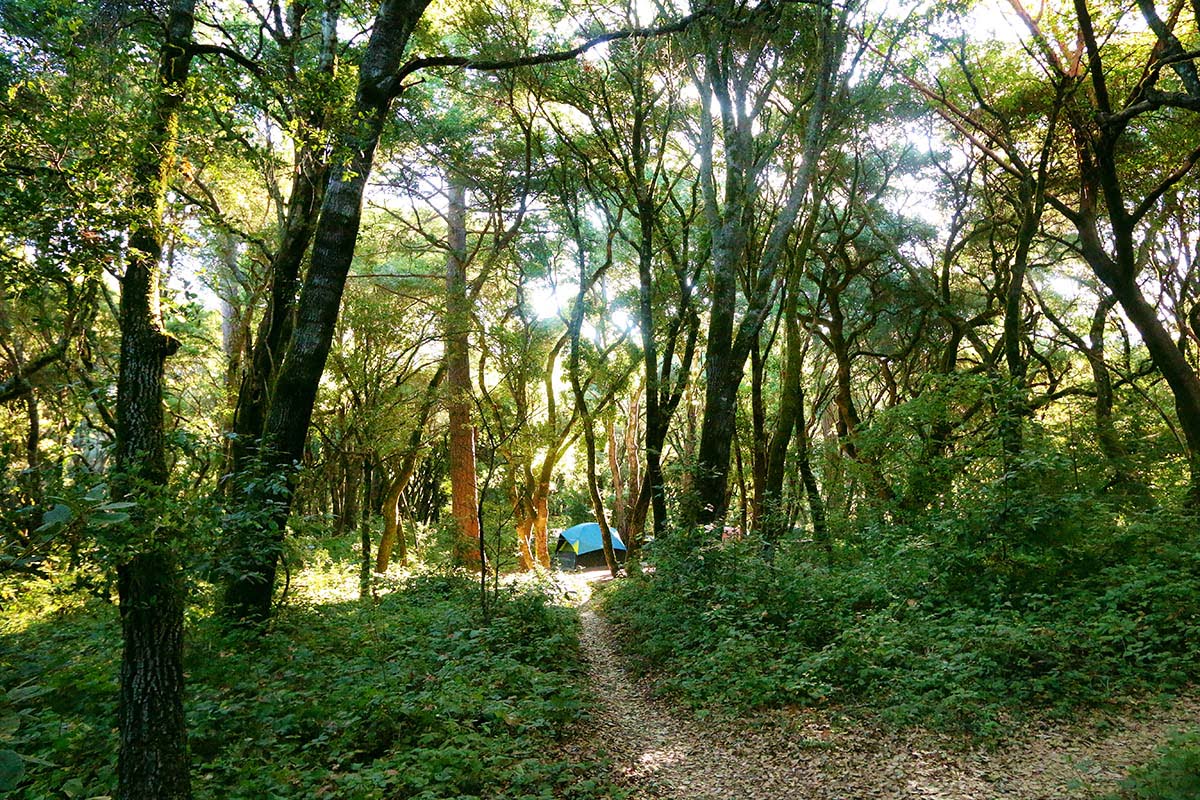 henry cowell observation deck (1)