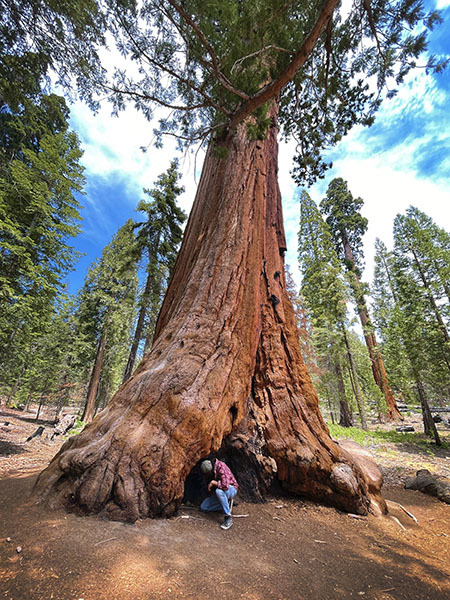 Sequoia national park shop trail of 100 giants