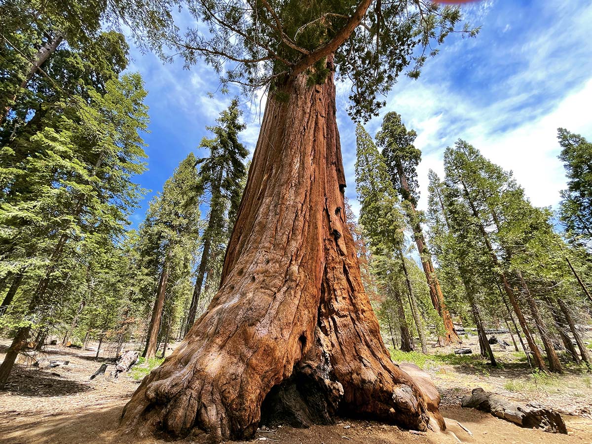 Trail of clearance 100 giants campground