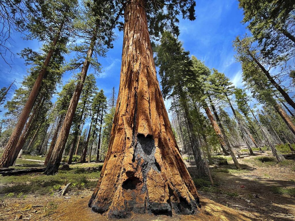 Trail of 100 outlet giants campground