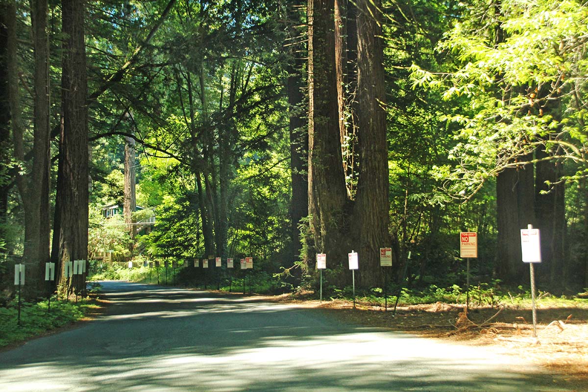 bohemian grove owl