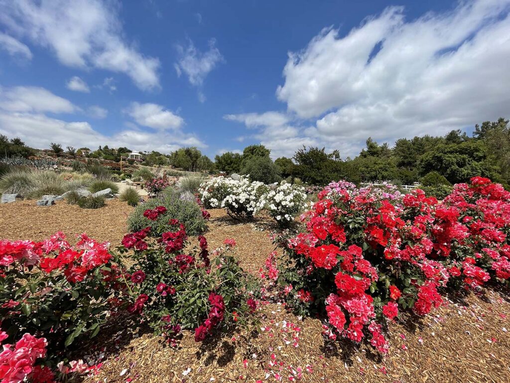 Rose Haven Heritage Garden Hidden California