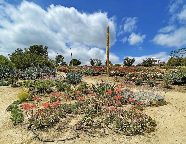 Rose Haven Heritage Garden Hidden California