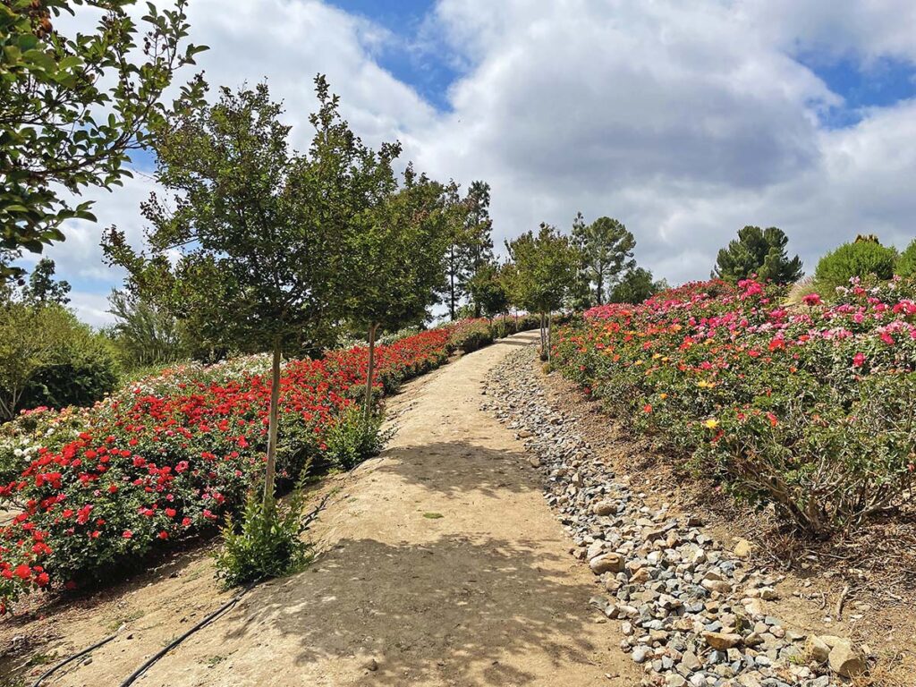 Rose Haven Heritage Garden Hidden California