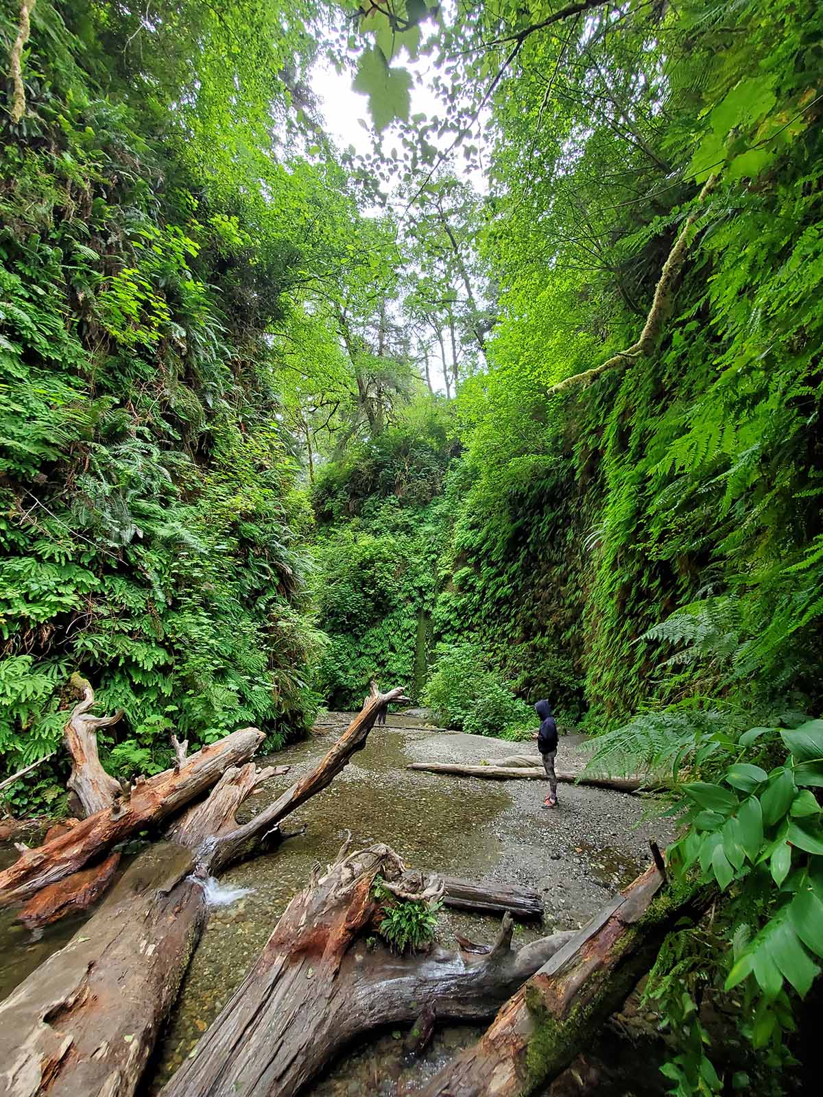 Fern Canyon