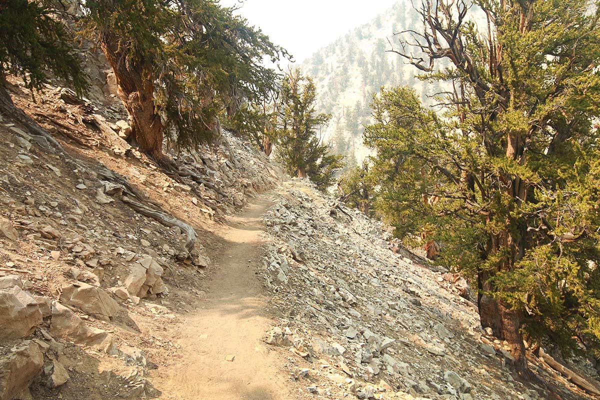 Bristlecone Cabin Trail